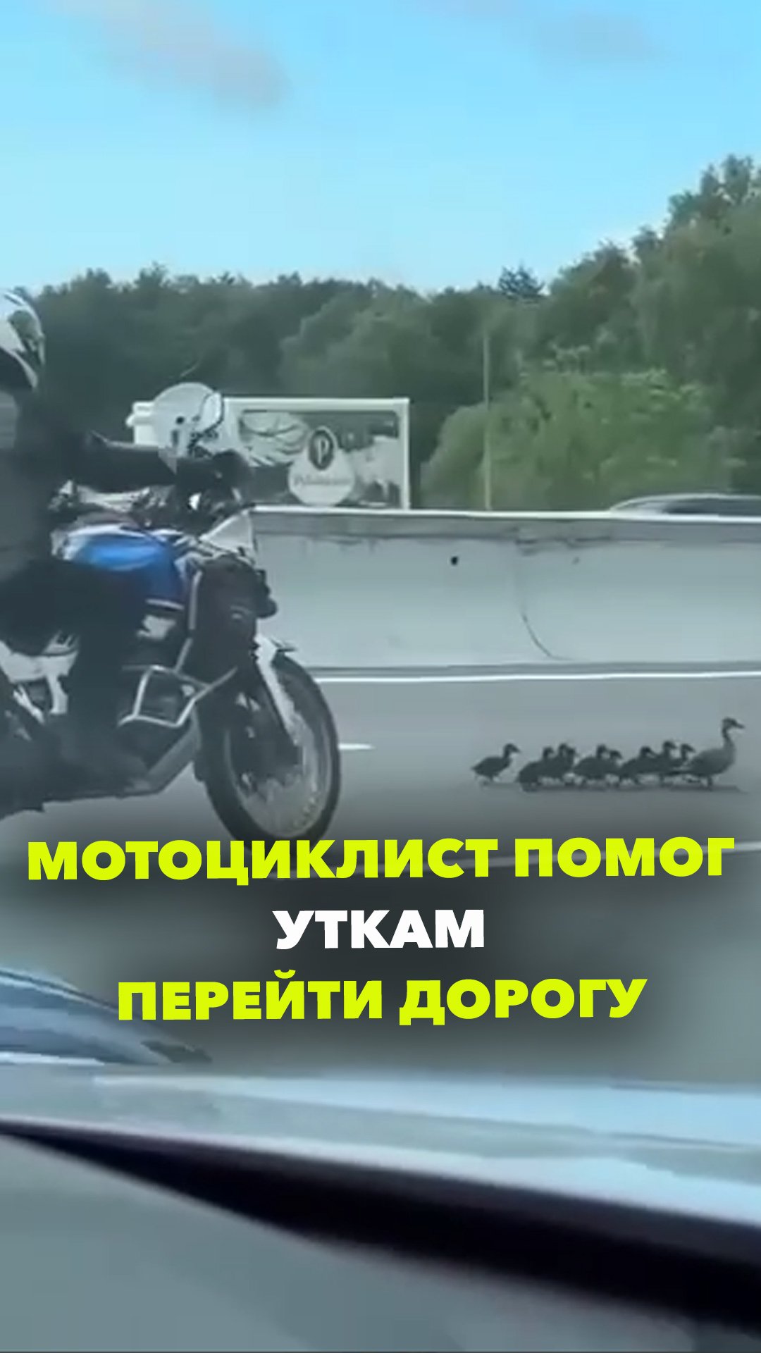 Мотоциклист помог уткам перейти дорогу в Подмосковье