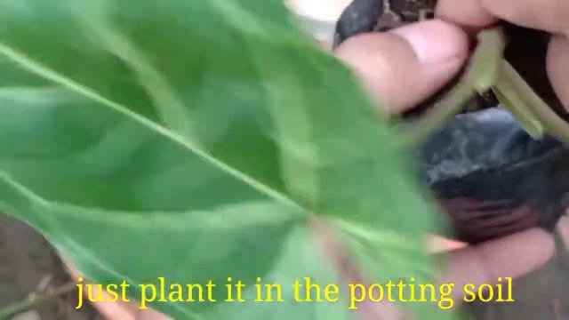 Syngonium Batik Propagation Care and Tips