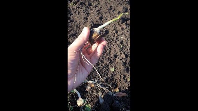 ЧЕСНОК "ШАДЕЙКА". ТЯЖЕЛАЯ ПОСАДКА. ОБРАБОТКА ЗЕМЛИ КУЛЬТИВАТОРОМ.