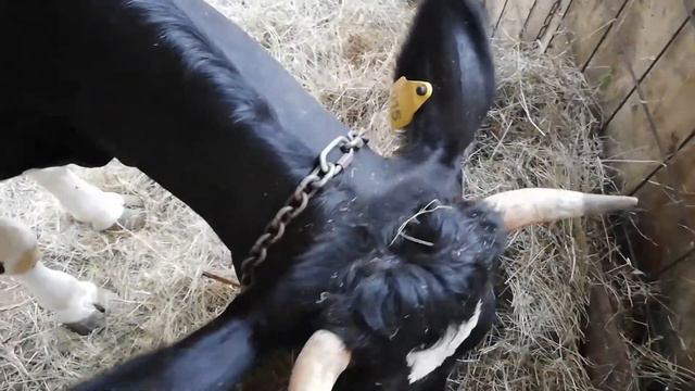🔴Корова объелась арбузов, остановка рубца! 🔴