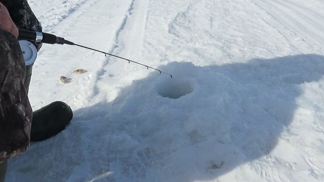 Зимняя рыбалка в марте на реке Обва