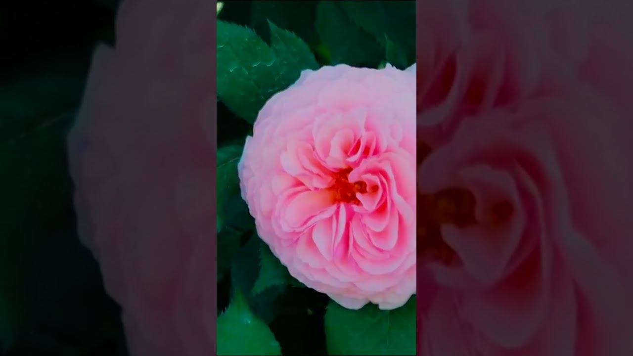 Роза Абрахам Дерби Abraham Darby