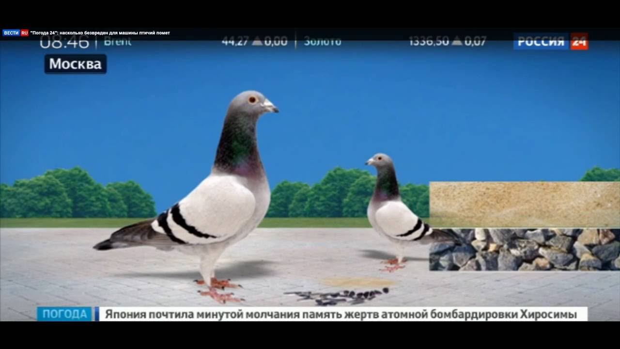 Может ли птичий помет разъесть краску машины (Вести.Ru)