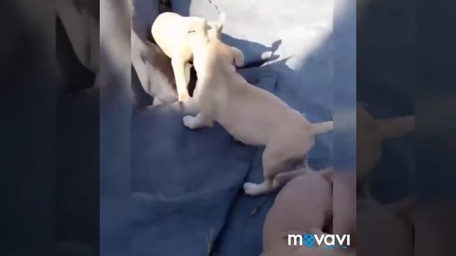 Стафф ...мы подросли нам 2 месяца!!!!