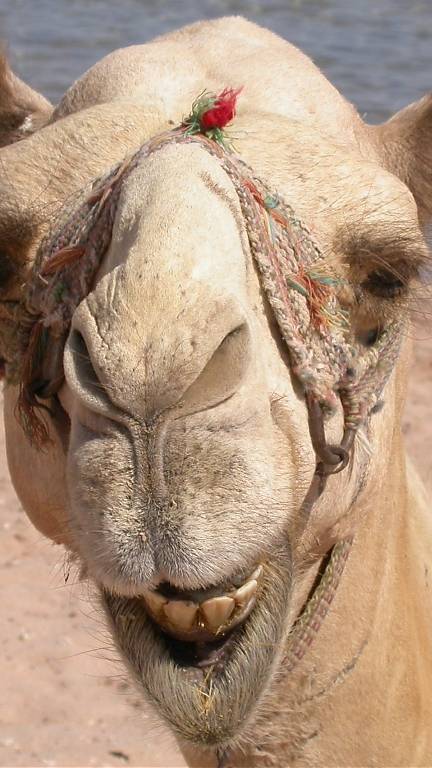 Египет.Верблюд с похмелья