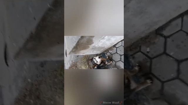 МЕНЯ БРОСИЛИ | Не оставайтесь равнодушными к нашим братьям меньшим | Кормим