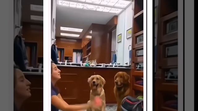 Собаки улыбки