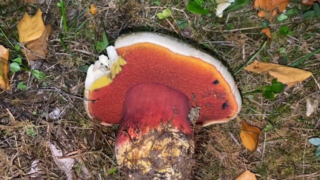 Rubroboletus satanas Сатанинский гриб October 16 2021
