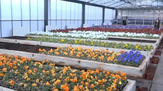 В Симферополе стартовала весенняя высадка цветов