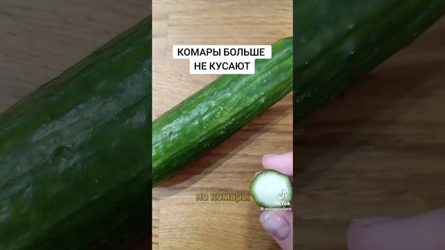 Работает ли?