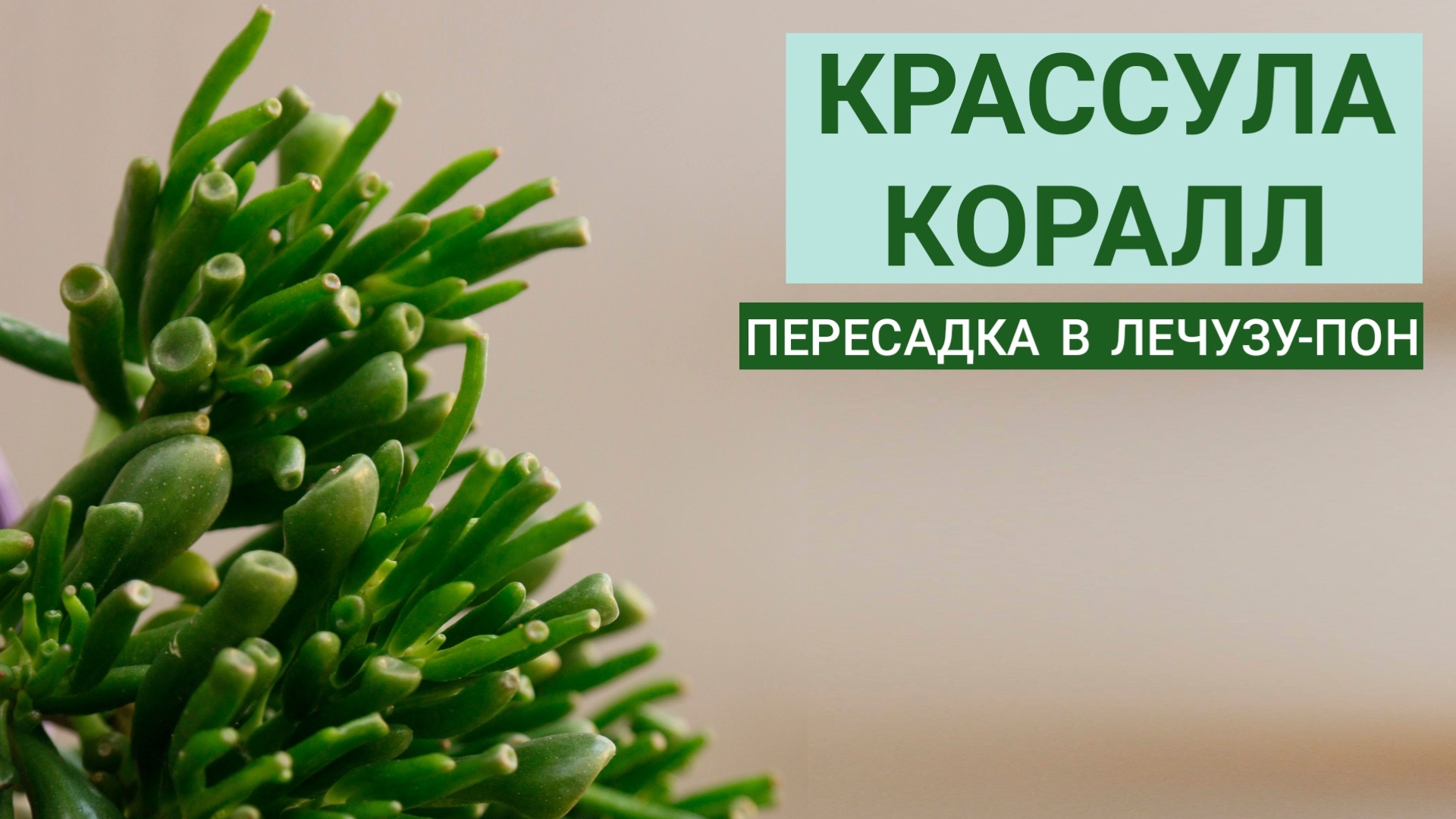 КРАССУЛА КОРАЛЛ. Пересадка в Лечузу-Пон