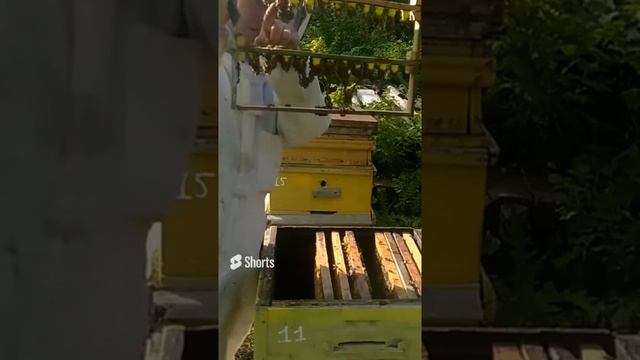 Прививка удалась ?? Скоро будут не плодные матки.