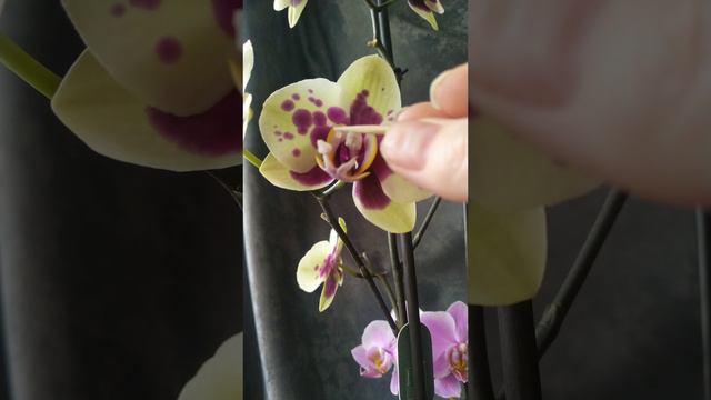 Опыление орхидеи #Кимоно
