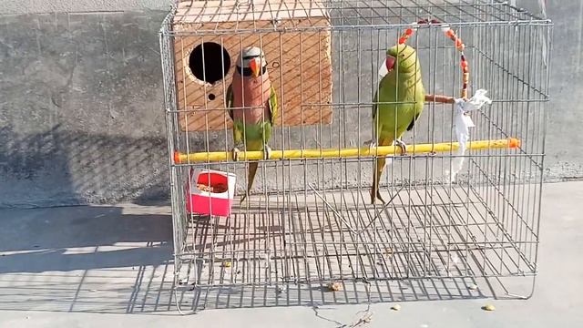 smart parrot game Start