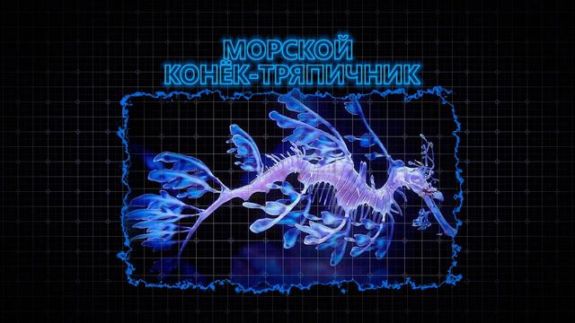 Покемоны в реальной жизни. ТОП 15.