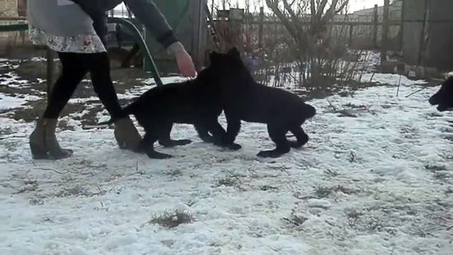 три черных щенка