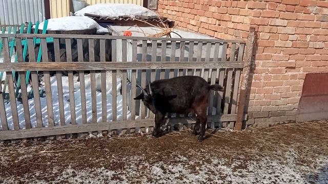Коза которая родила в 9 месяцев. История козы Червоны.