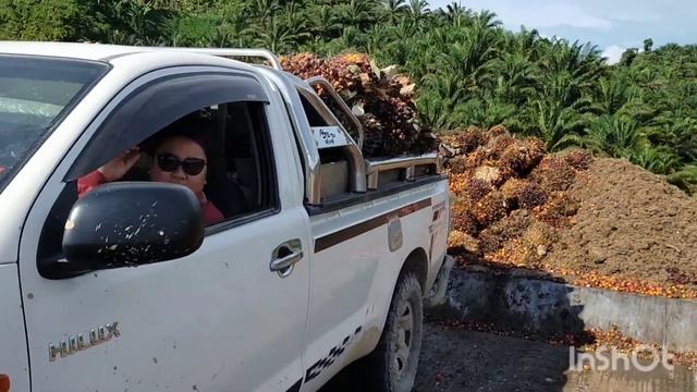 My farm life | Hilux vigo 2.5 VNT hill climbing