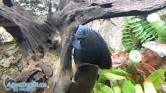 Нерест королевских зеленых дискусов (ROYAL GREEN DISCUS)
