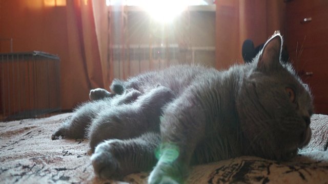 Котята)