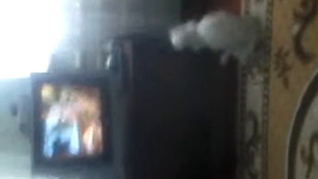 Буся смотрит телевизор