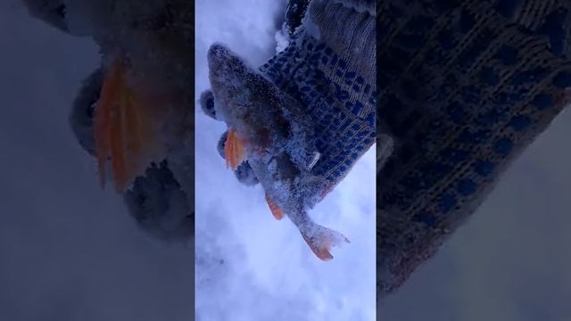 щука в ХМАО