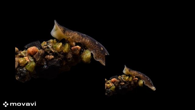 БАЙКАЛОБИЯ БАЙКАЛЬСКАЯ.