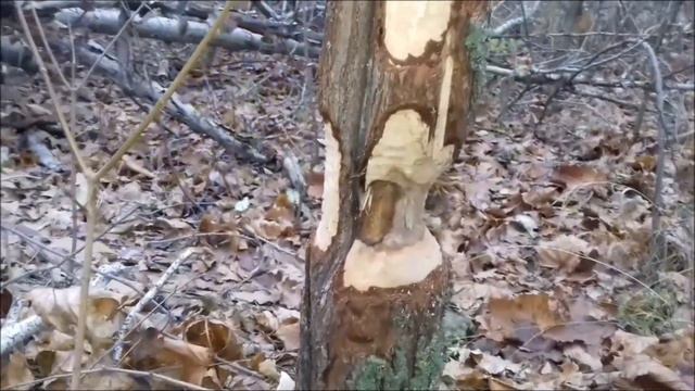 Охота на пушного, сезон - 2017,18 г.г.