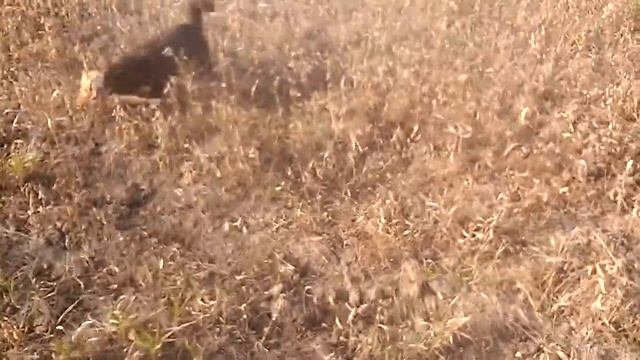 Спасск-Дальний Охота с подругой