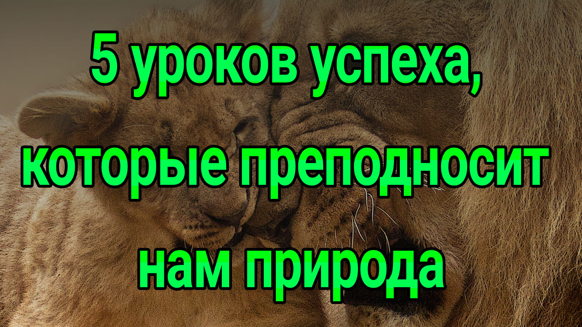 5 уроков успеха, которые преподносит нам природа  | Психология успеха человека  | Мотивация на успех