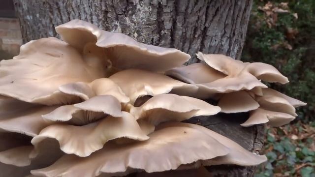 December in Georgia - Mushrooms on a trunk - Sony DSC-WX220 - MAH00037