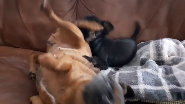 Бельгийский гриффон