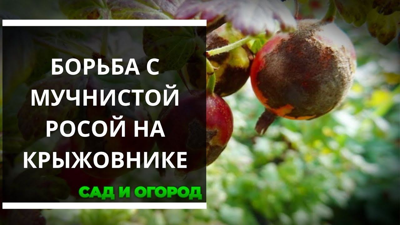Мучнистая роса на крыжовнике и как с ней бороться
