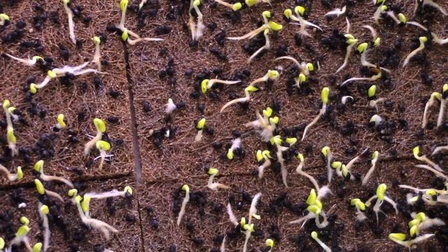 Borage Grow-A-Long Day 7-8