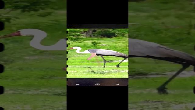 если бы у птиц были руки))))