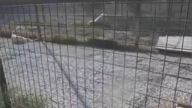 ТОП 6 САМЫХ ДОРОГИХ ЖИВОТНЫХ ЗА ВСЕ ВРЕМЯ