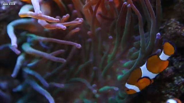 The Best 4K Aquarium ? 11 Hours of Beautiful Coral Reef Fish - Sleep Relax Meditation Music