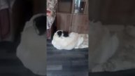 Щенки ретривера и лайки