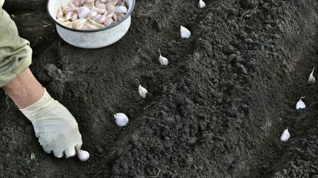 Подготовка грядок для озимого чеснока   пошаговая инструкция для новичков