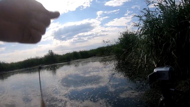 Кошачья радость (п. Шатрово)
