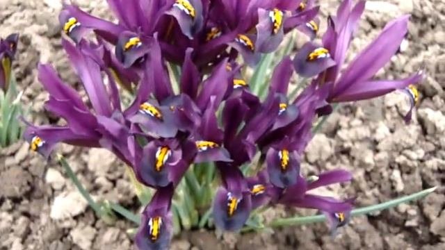 Луковичные многолетние ирисы - весеннее цветение в саду