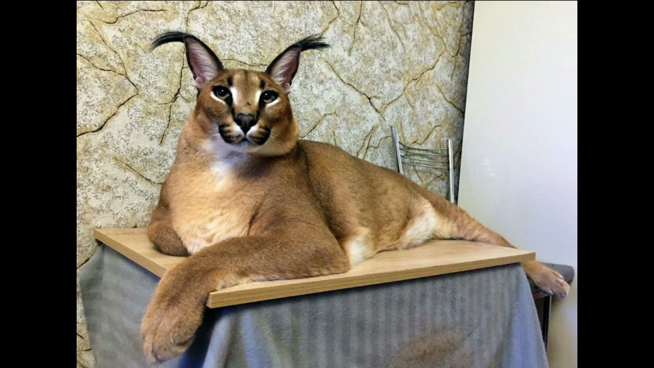 Шлёпа