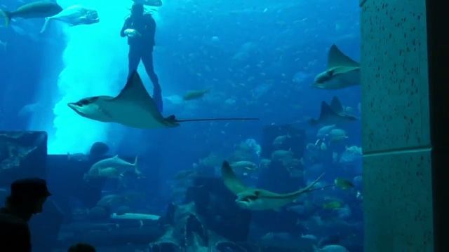 Atlantis the palm, aquarium.