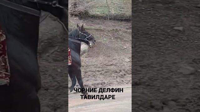 ЧЁРНЫЙ ДЕЛЬФИН ТАВИЛДАРА.