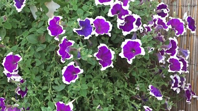 Petunia var. Piccotee Purple