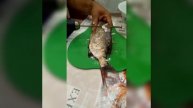 РЫБА БЕЗ ЧЕШУИ ЗА 5 СЕКУНД...