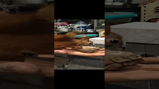 привезли презент для,белки?