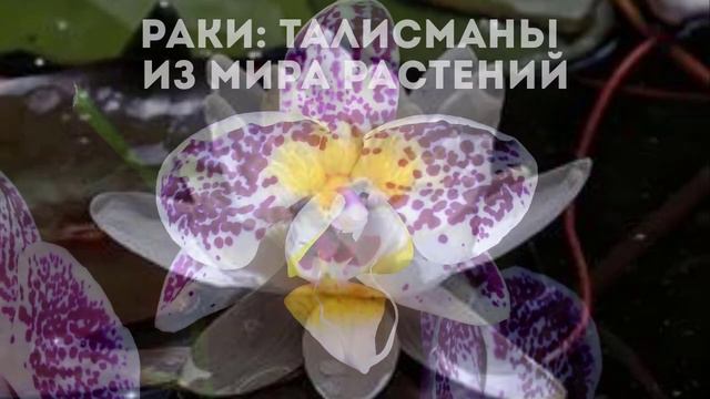 16+ Раки: талисманы из мира растений