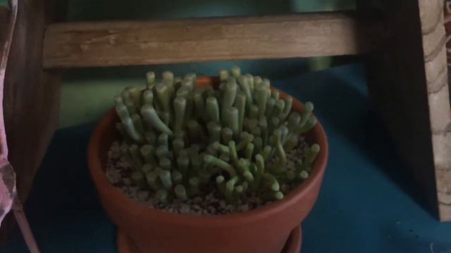 Baby Toes Fenestraria Rhopalophylla And Aurantiaca Variety Differences Part 2