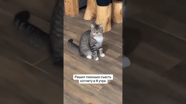 От кота не скроешься